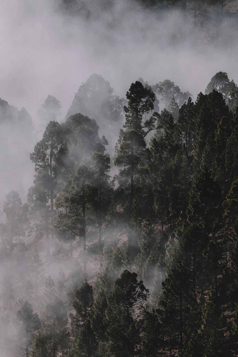 Foggy forest