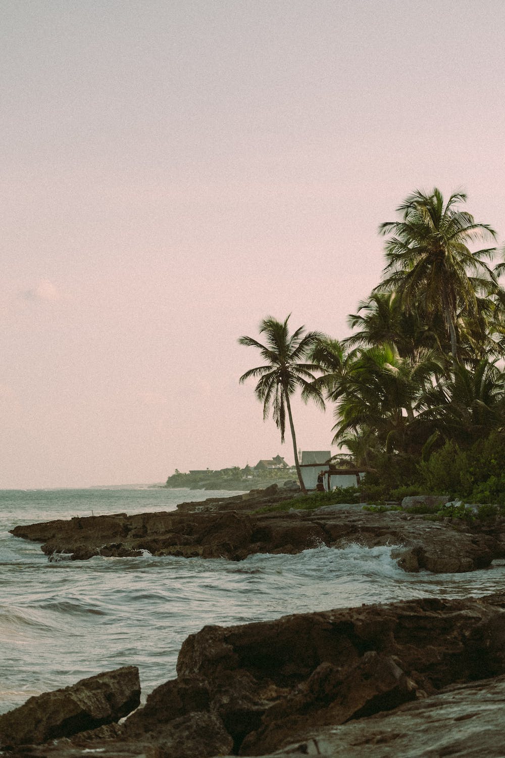 Palm tree near the water