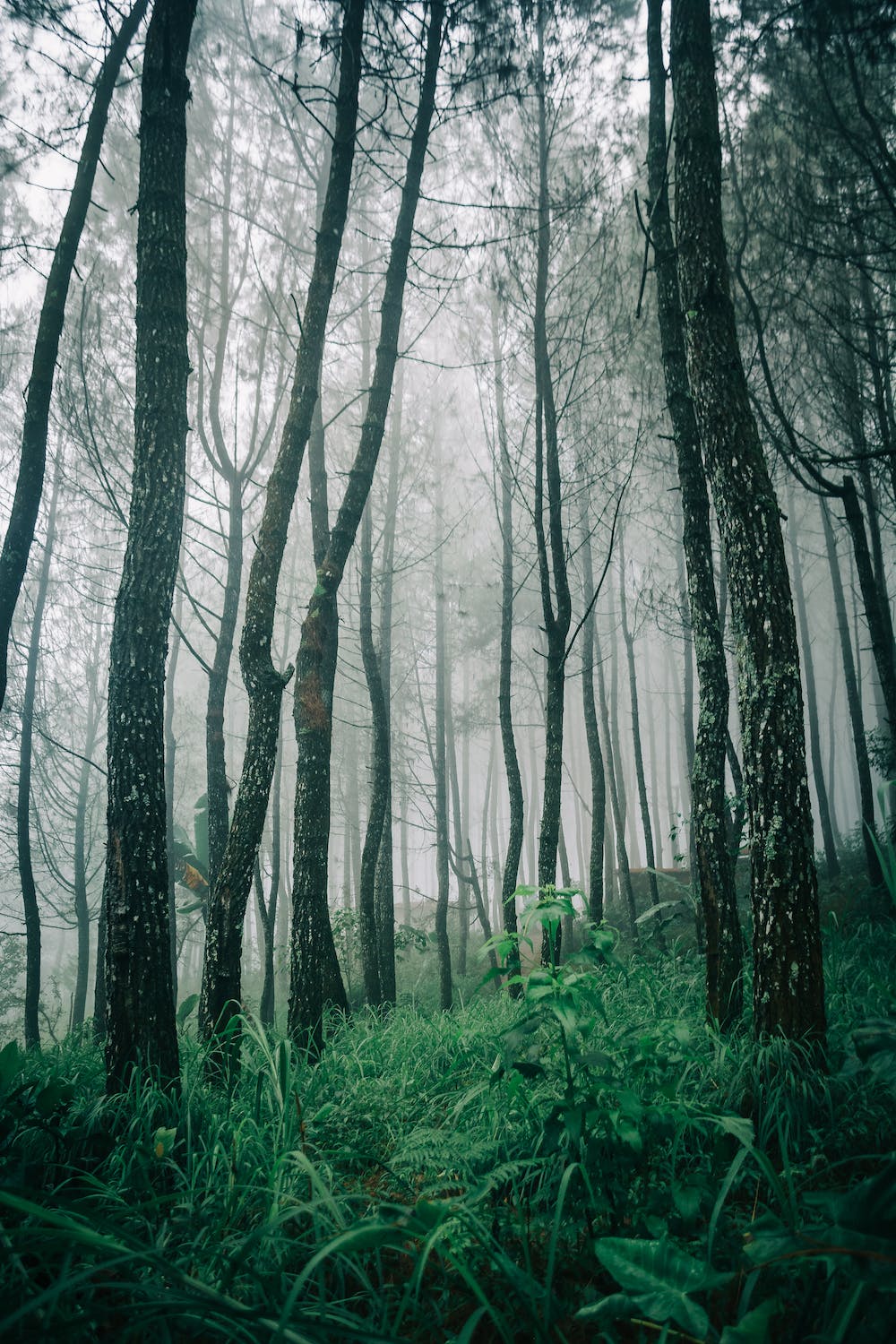 Tall trees